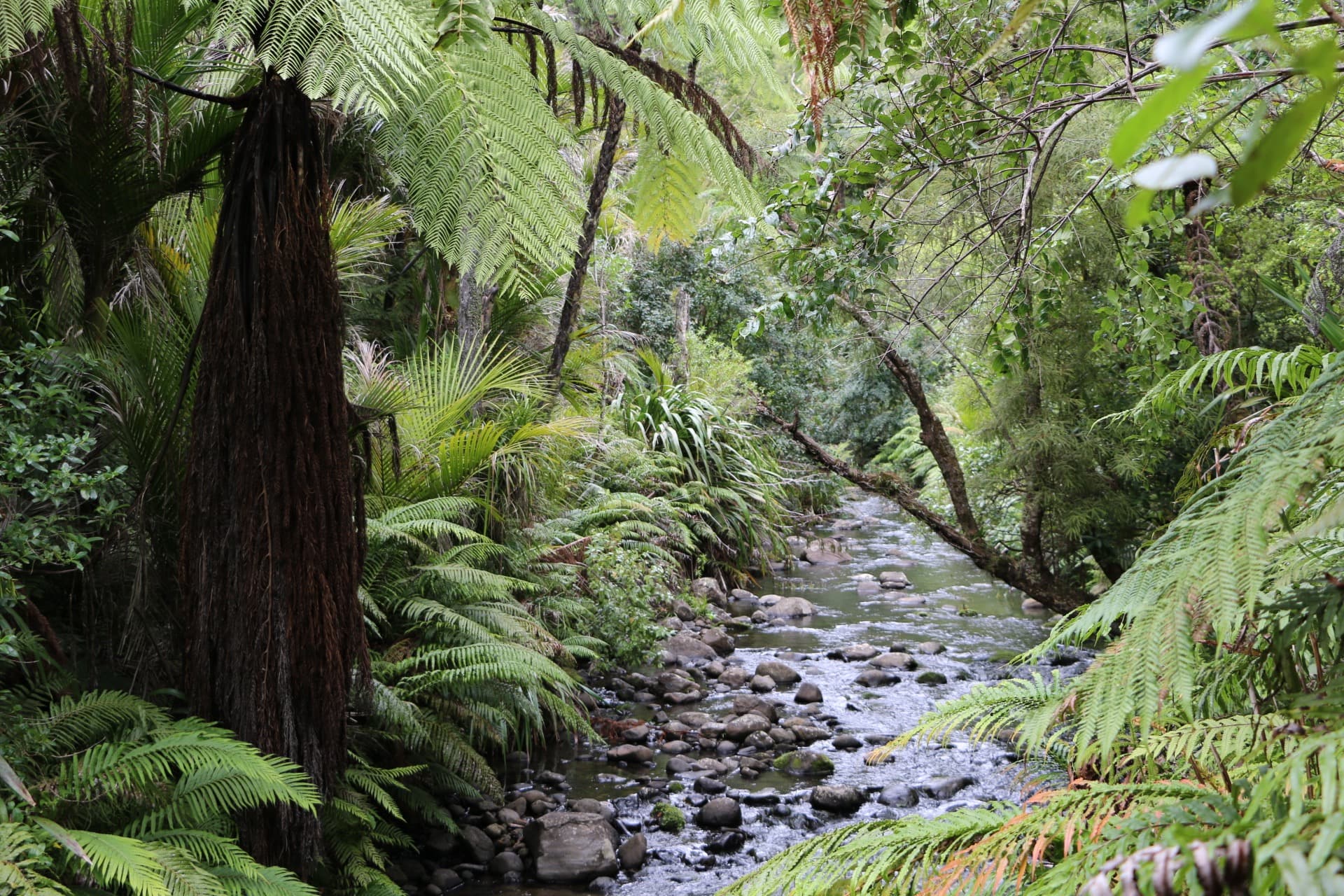 New Zealand native bush stream